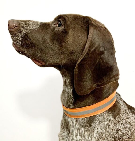 Racedog safety reflective collar 3